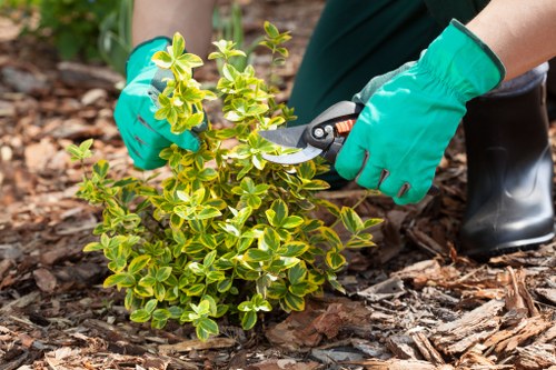 Lush green grass maintained by Abbey Wood experts